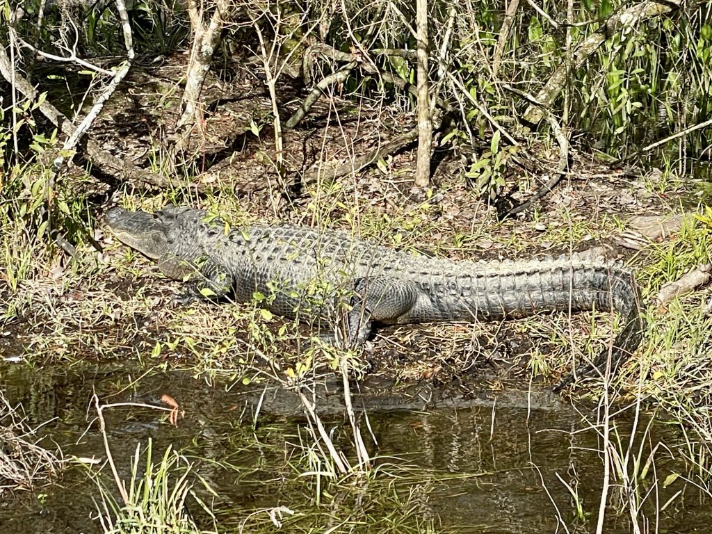 Sarasota, Apalachicola, Wakula Springs, FL, Montgomery, AL, Atlanta, Carter Library, Ocala FL, Kennedy Space Center